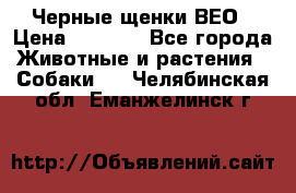 Черные щенки ВЕО › Цена ­ 5 000 - Все города Животные и растения » Собаки   . Челябинская обл.,Еманжелинск г.